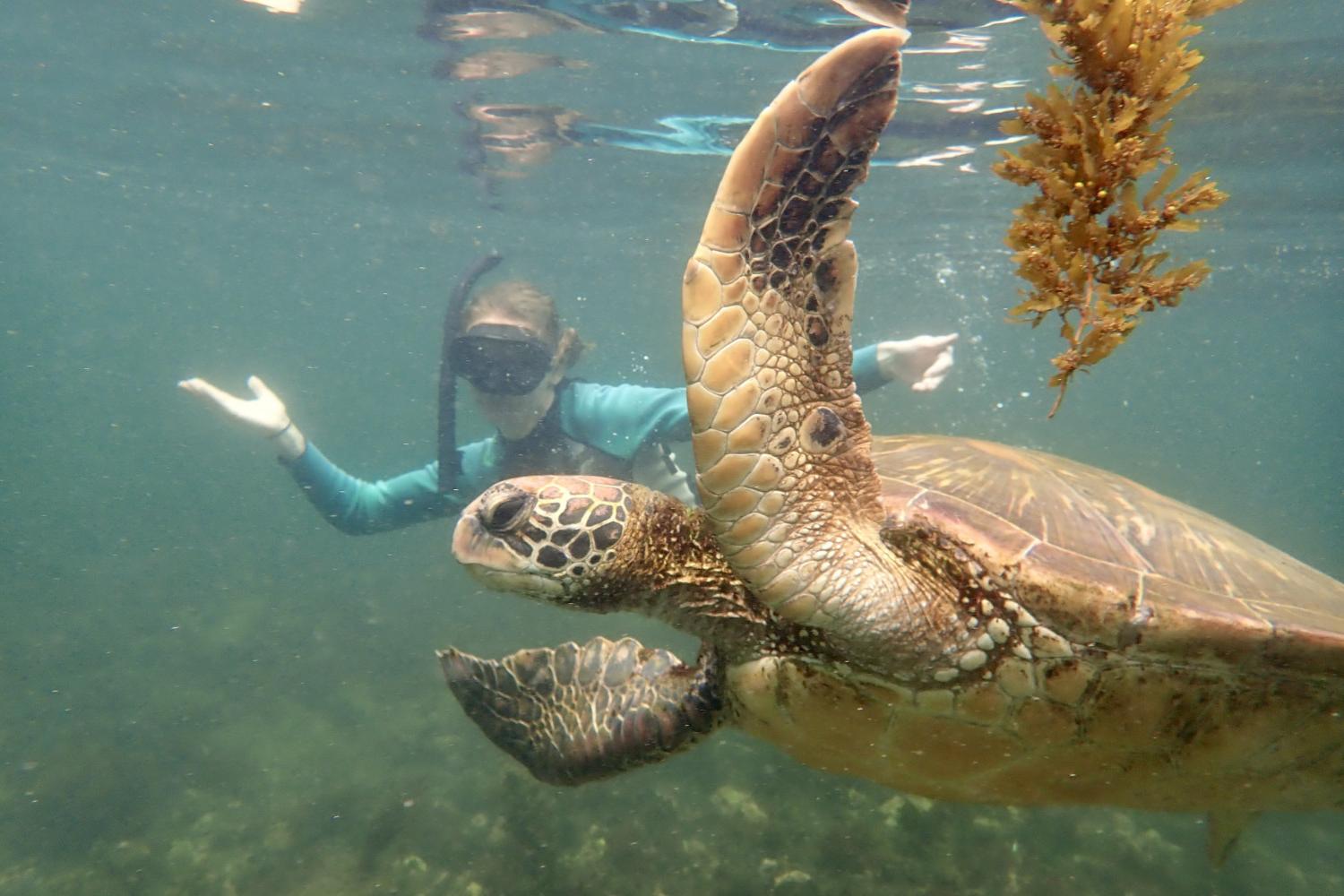 一名<a href='http://zh.sunwavecentre.com/'>全球十大赌钱排行app</a>学生在Galápagos群岛游学途中与一只巨龟游泳.